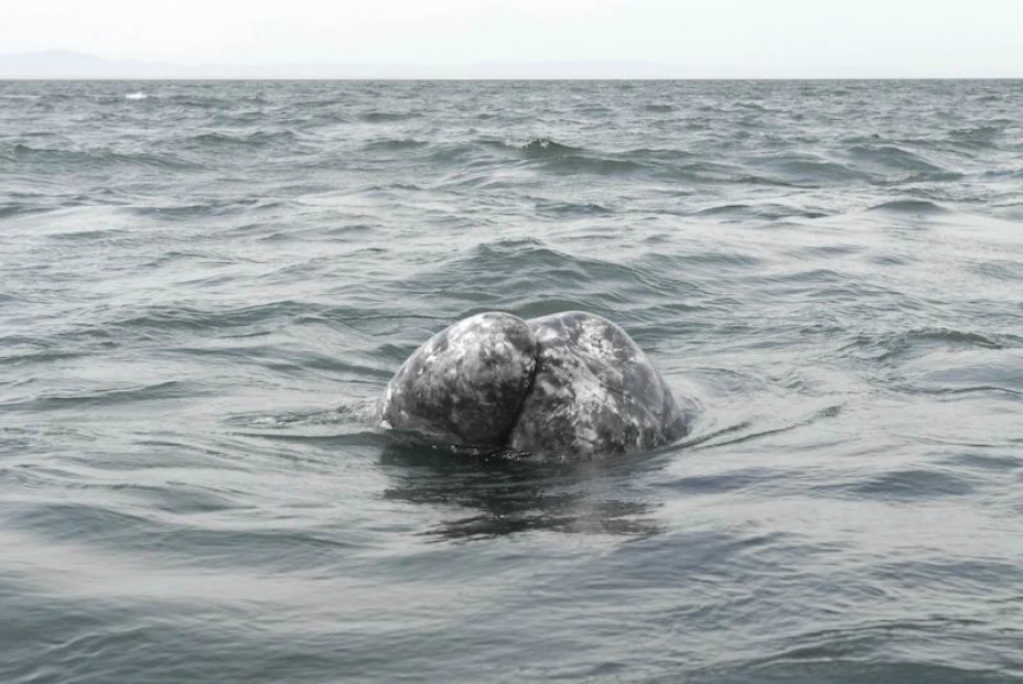 Ballena gris