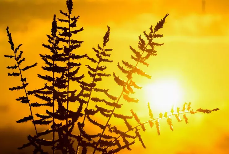 Clima en León, Guanajuato hoy 11 de marzo