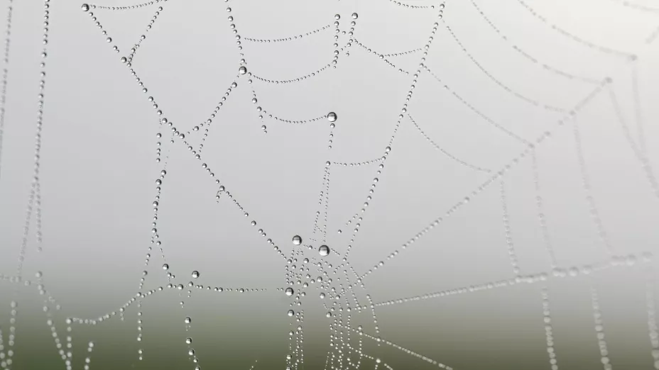 Araña violinista.jpg