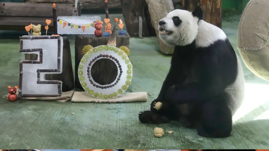 Panda Yuanyuan celebra su 20 cumpleaños en el zoológico de Taipéi.