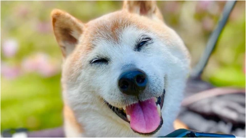 ¡Se extrañará! Murió Kabosu, la perrita que se convirtió en meme