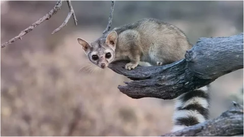 ¿Qué son los Cacomixtles_ El animal en peligro de extinción que fue rescatado en Aguascalientes