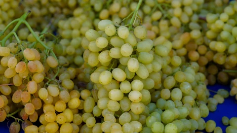 Precio de uvas en Guanajuato