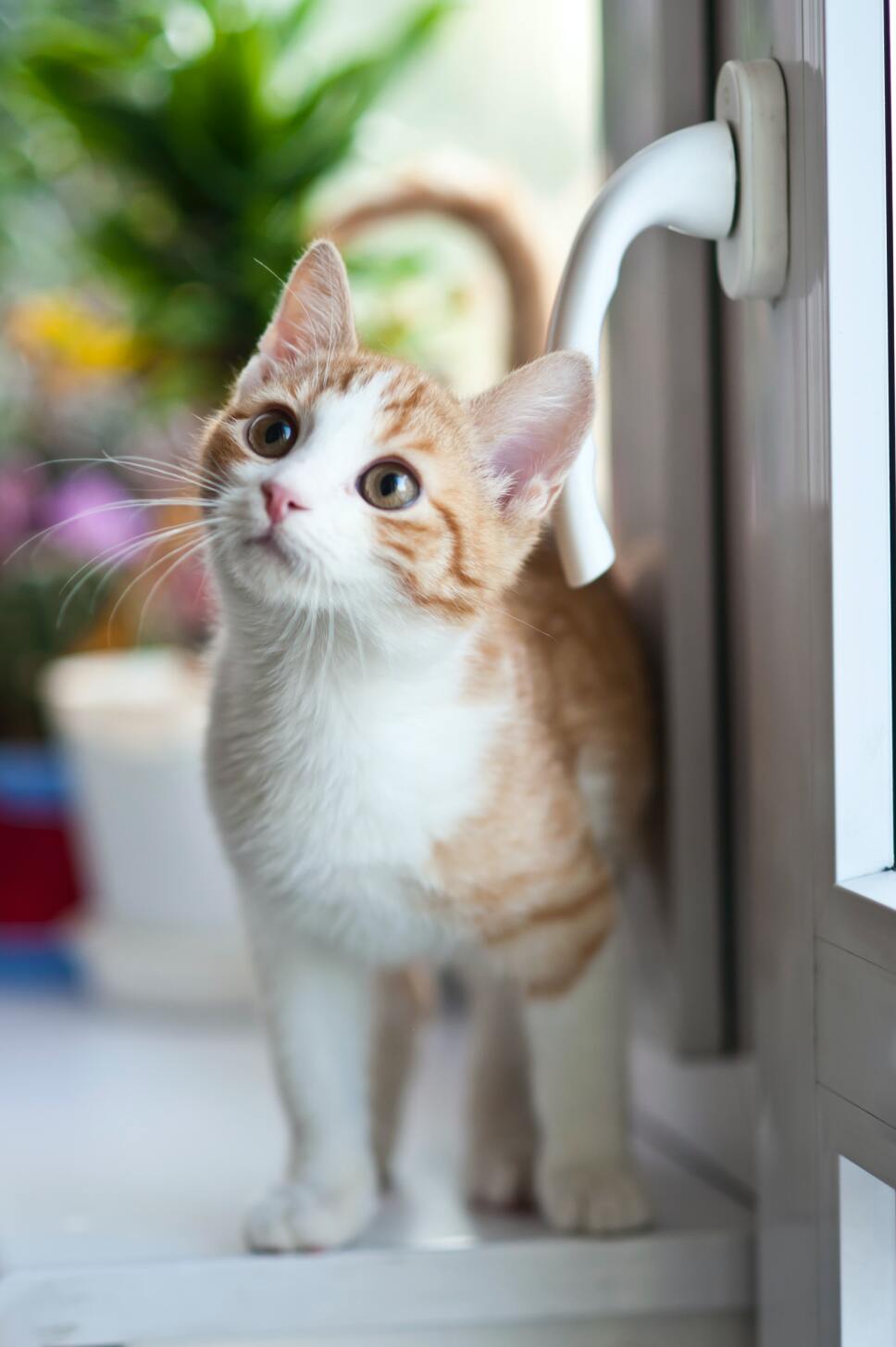 Mascotas expuestas a humo de cigarro