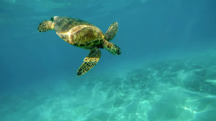 Las conoces Estas son todas las tortugas marinas que llegan a México