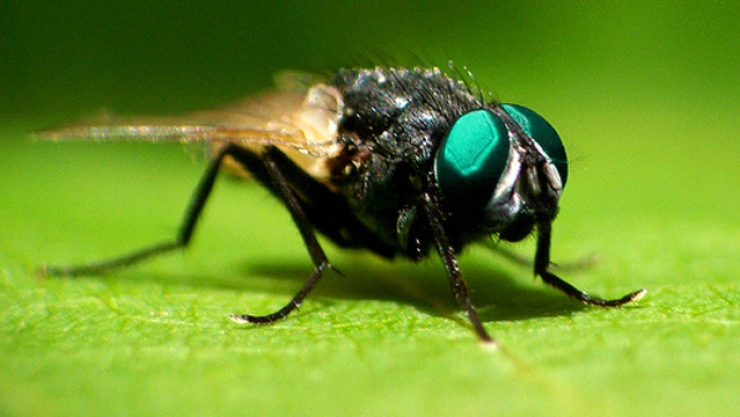 insectos