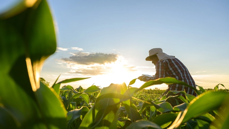 Un trabajador agrícola en un campo.