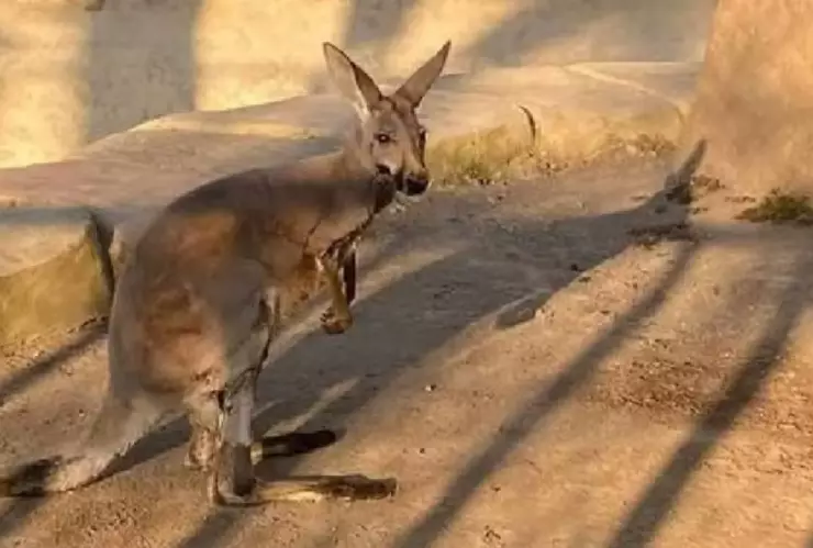 Matan al famoso canguro ‘Skippy’ en Orizaba: Autoridades investigan envenenamiento