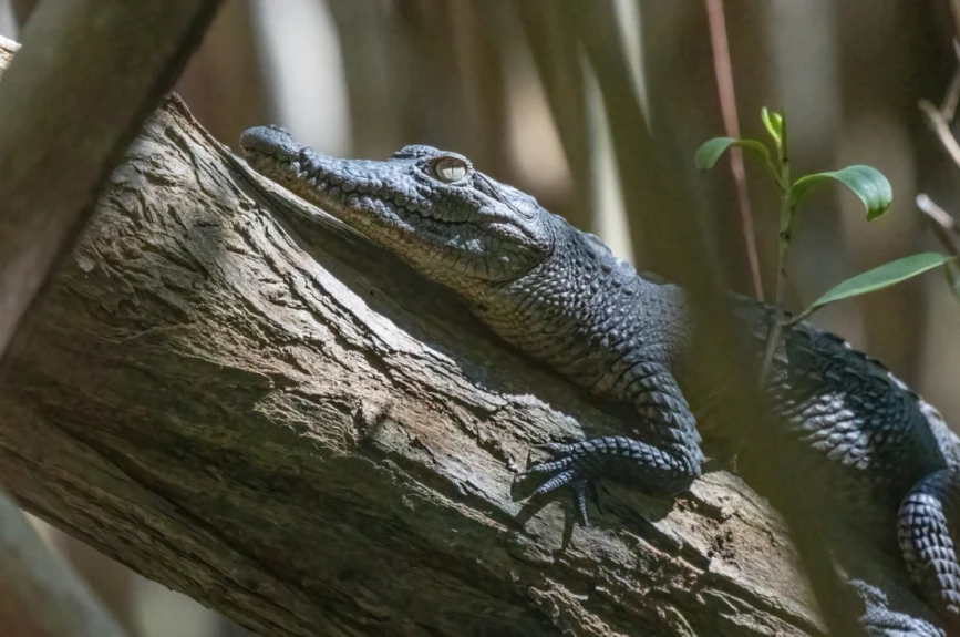 galerçia de fotos de los cocodrilos en Jalisco y Nayarit