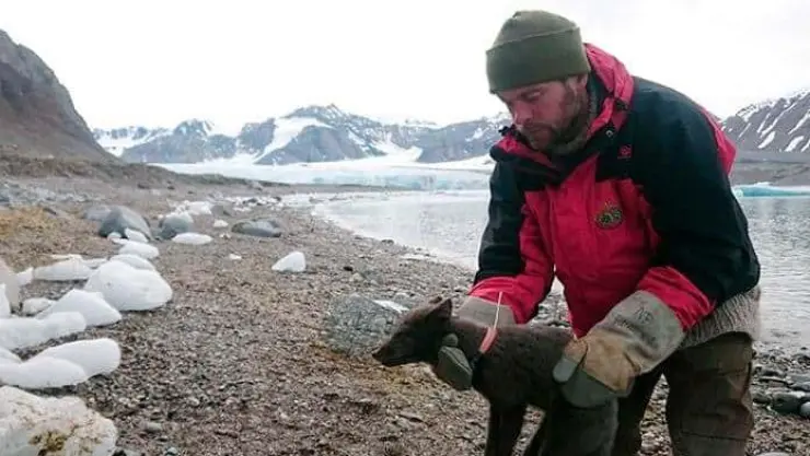 Zorra recorre más de 3 mil kilómetros de Noruega a Canadá
