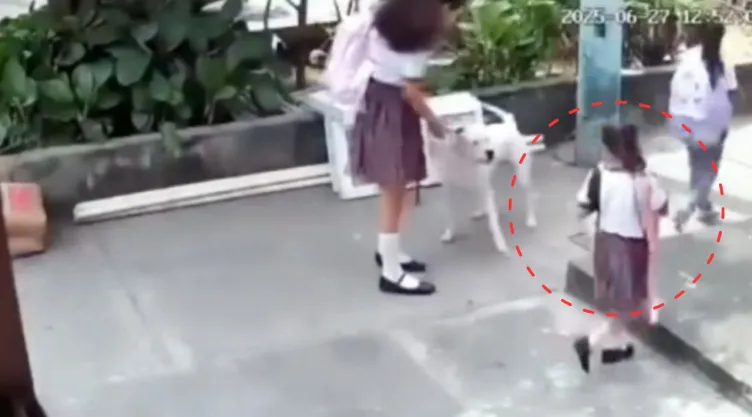 Momento en que pitbull ataca a niña en Ecuador