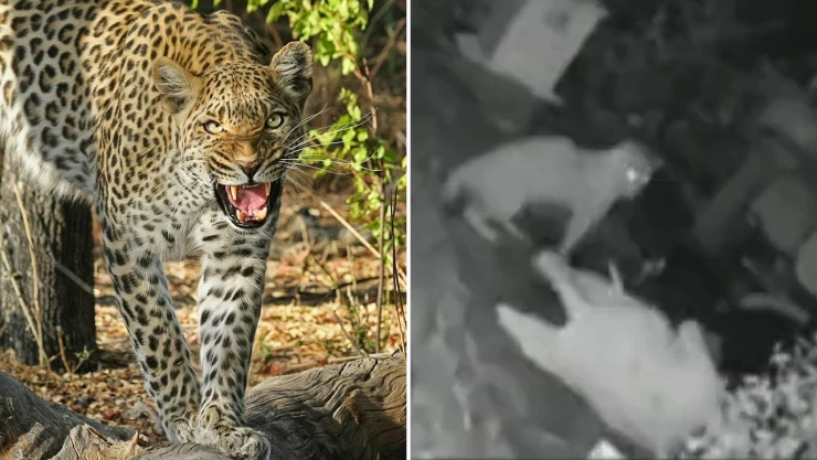 leopardo_mujer_baston