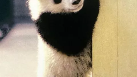 panda gigante