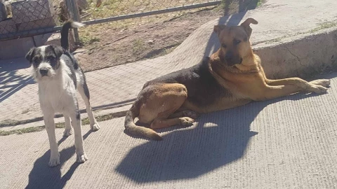 cómo actuar ante perros agresivos.jpg