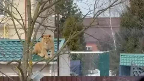 Una leona sale a tomar el Sol al techo de una casa en Rusia