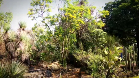 Palmeras en peligro (5).jpeg