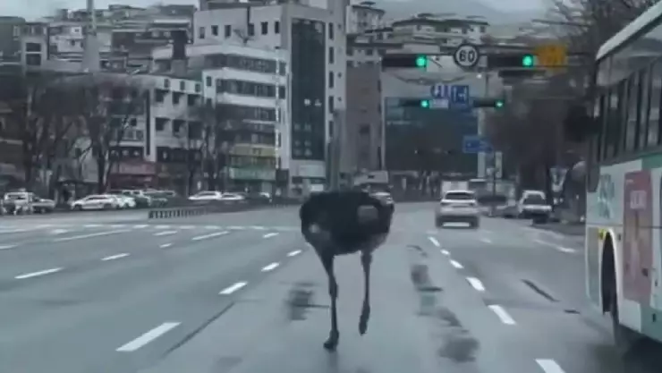 VIDEO_ Avestruz escapa del zoológico y es captada corriendo por una avenida