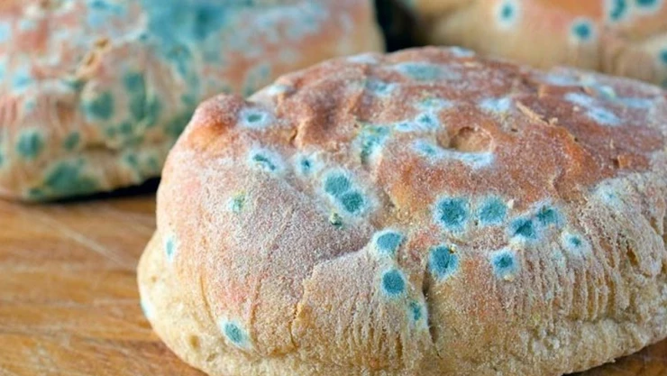 hongos moho alimentos salud