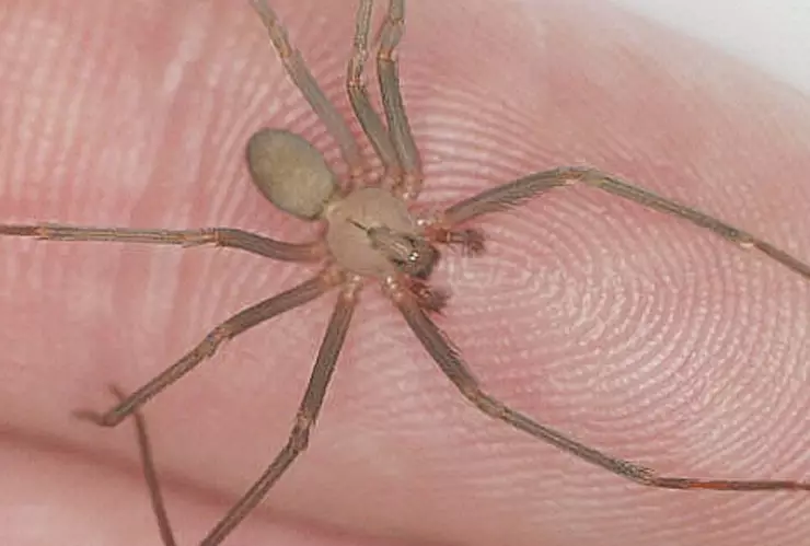 Temporada de araña violinista en Yucatán y México: ¿Hay antídoto para su picadura, cuánto cuesta y dónde conseguirlo?