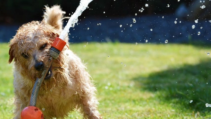Calor perros