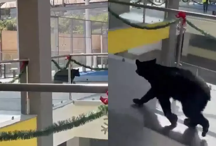 Oso entra a escuela de Nuevo León y se vuelve viral; video.jpg