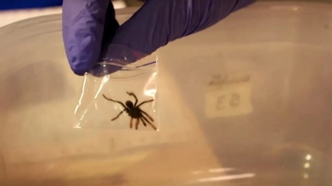 tarantulas colombia mexico