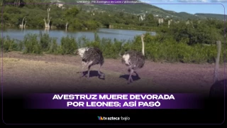 PORTADA ZOO AVESTRUZ.png