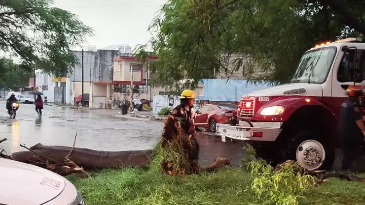 VIDEO_ Cae enorme árbol sobre la avenida Alemán y provoca denso tráfico