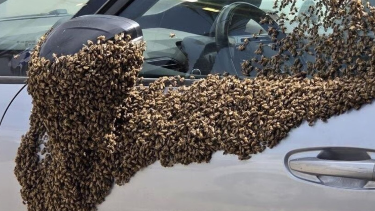 Enjambre de abejas que tomó el espejo y parte de la puerta de un auto en la ciudad de Netivot, Israel
