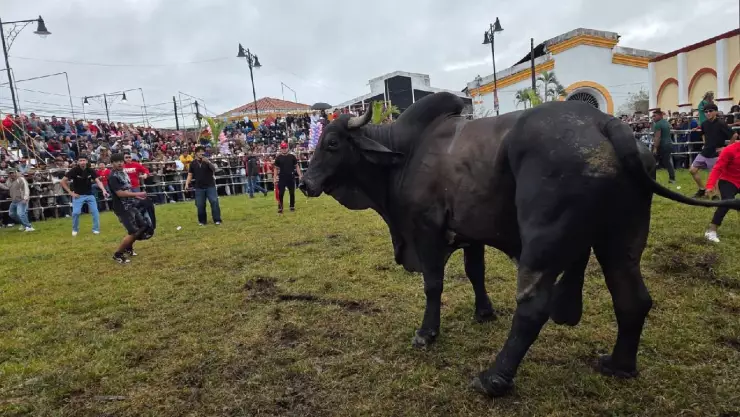 Así se vivió el embalse de toros durante las Fiestas de la Candelaria en Tlacotalpan