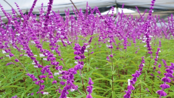 Festival Flores de Otoño 2022 CDMX cuándo es