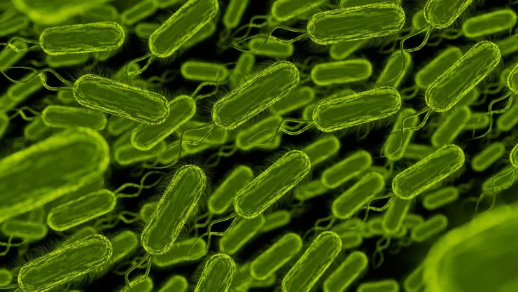 Tres muertes por bacteria carnívora en NY y Connecticut, EU