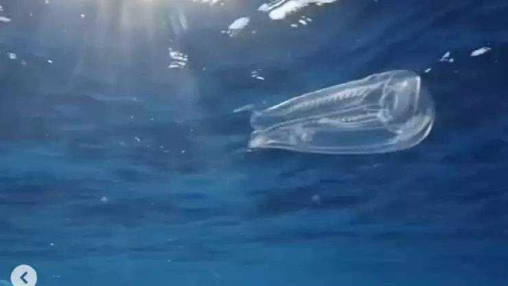 ¿La has visto antes? Salpas, misteriosa CRIATURA MARINA transparente que sorprende a bañistas.jpg
