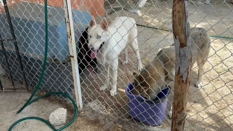Perro de refugio en Mazatlán