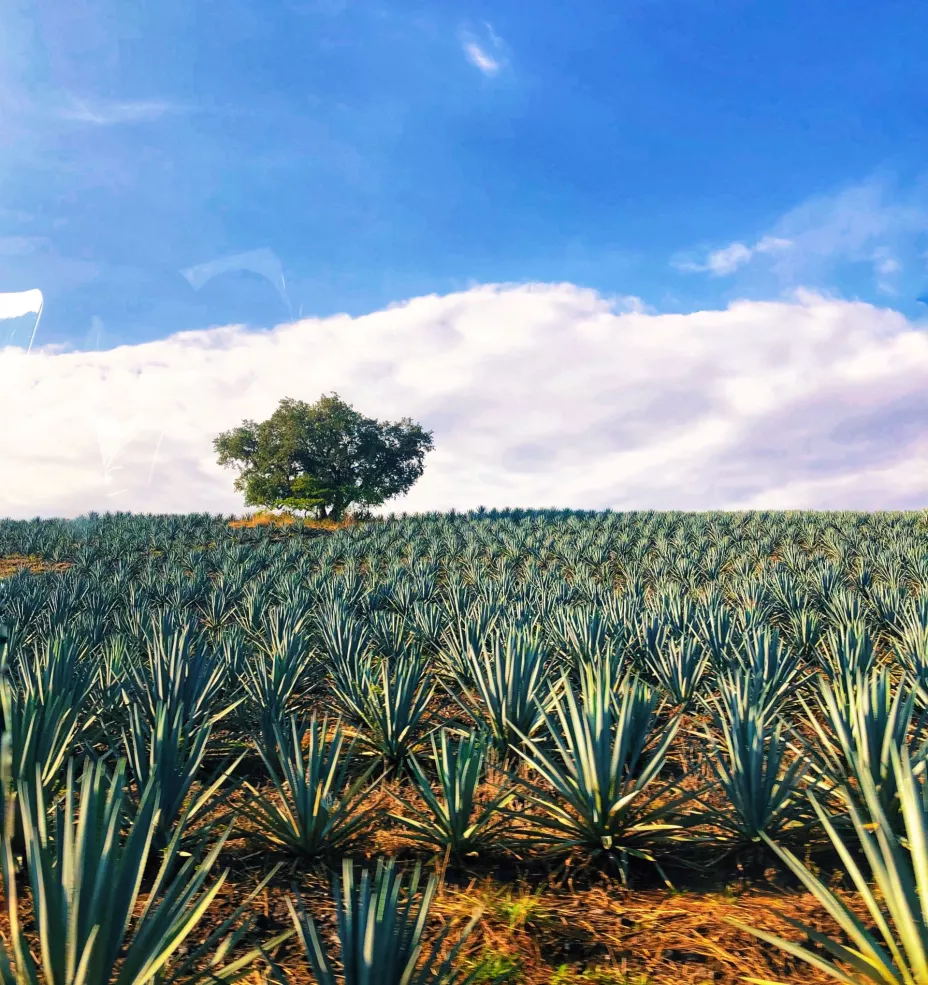 Tequila.JPG