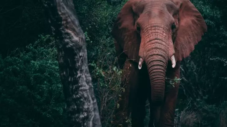 Un elefante ataca a su adiestrador y lo parte la mitad en la provincia de Phang Nga.