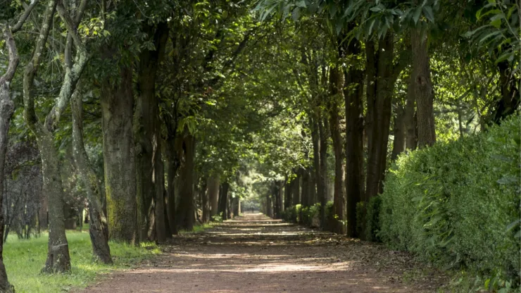 Coyoacán tiene un pulmón verde de 39 hectáreas ideal para caminar, ejercitarte y disfrutar naturaleza en plena CDMX.