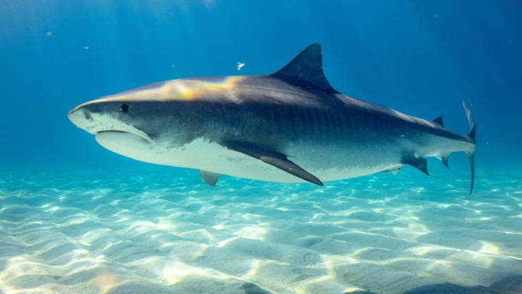 Tiburón ataca gravemente a un niño de 8 años en Florida y lo trasladan en helicóptero 