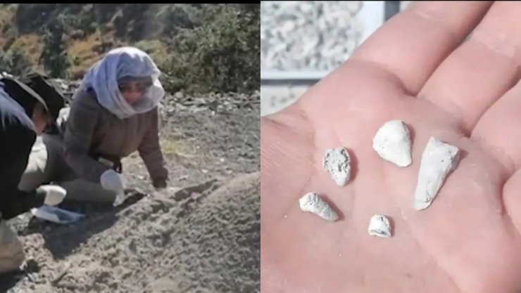 Dientes de leche encontrados en fosas clandestinas de Zacapu, Michoacán.