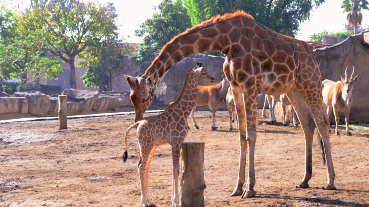 jirafa cdmx jefa de gobierno.jpg