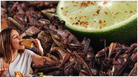 tacos chapulines.png