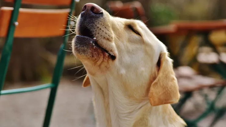 Es un lobo La razón por la que los perros aúllan en lugar de ladrar