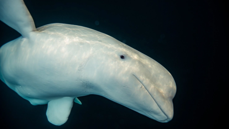ballena-espia-hvaldimir-causa-muerte