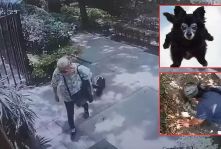 Mujer mata a perrita “Moni” de su vecina y la encuentran enterrada en su jardín