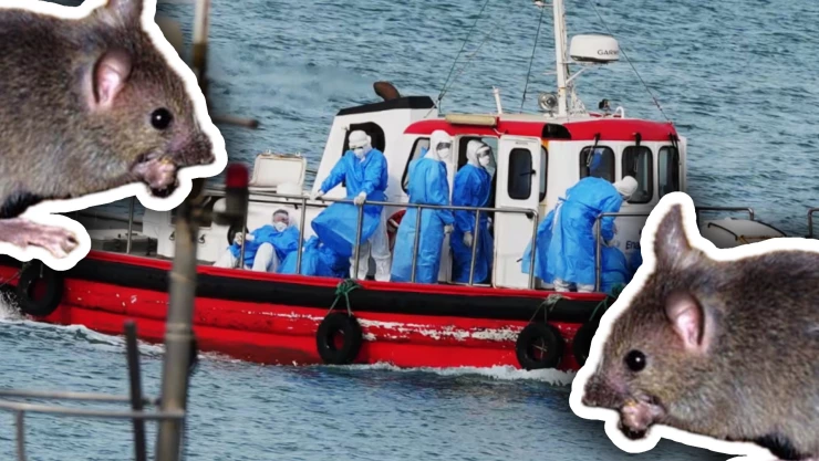 Se registran nuevos contagios de Hantavirus en el crucero: Evacúan a 3 pasajeros con síntomas de la enfermedad para tratamiento