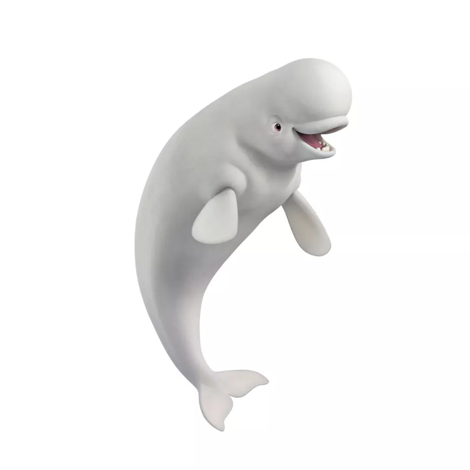 Bailey, ballena beluga, Buscando a Dory