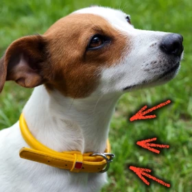 /mascotas/significado-perro-cinta-amarilla-paseo-veterinarios
