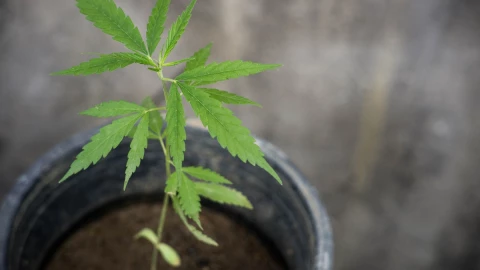 abuelita-marihuana-asilo