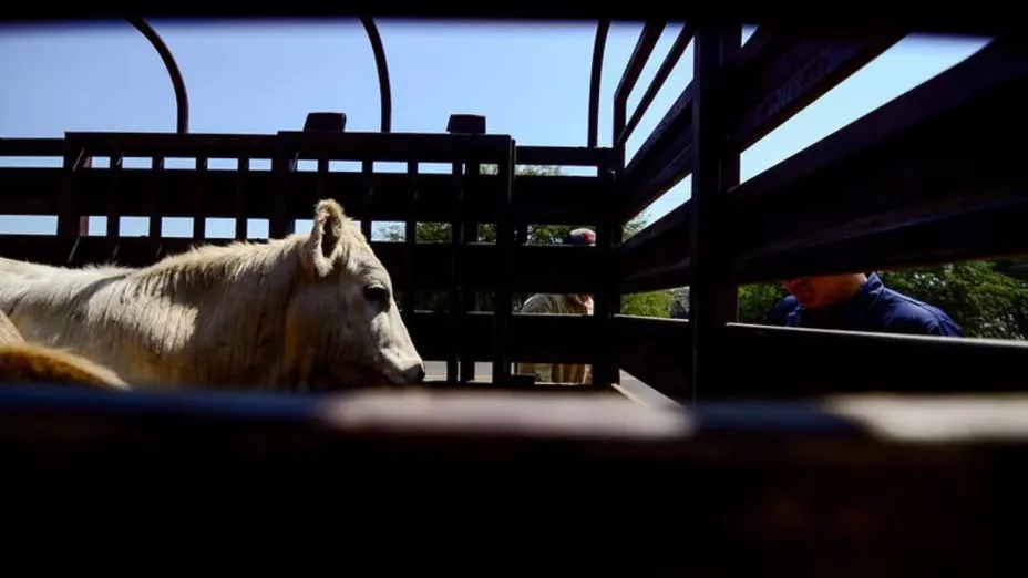 Las autoridades de Jalisco señalaron que están en alerta ante la posible llegada del gusano barrenador