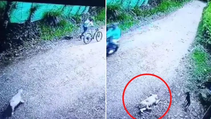 ciclista le lanza piedra a perrito y este muere al instante.jpg
